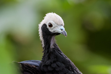 Closeup portrait of a blue throated piping guan