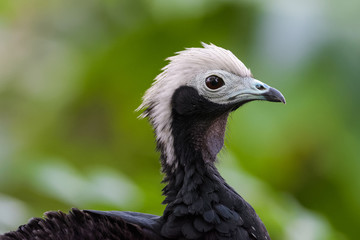Obraz premium Closeup portrait of a blue throated piping guan