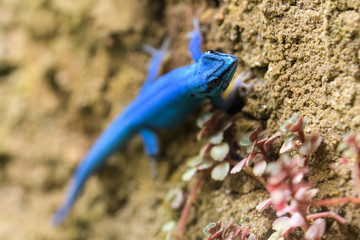 Closeup of a male electric blue gecko