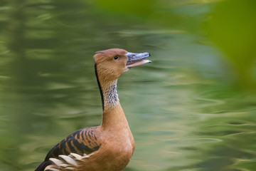 Fulvous whistling duck on the shore of a lake