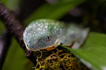 Fringe tree frog on a bromeliad