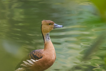 Fulvous whistling duck on the shore of a lake
