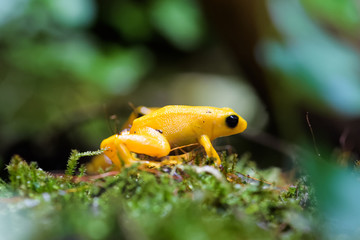 Golden mantella on moss