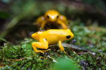 Golden mantella on moss