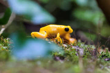 Golden mantella on moss