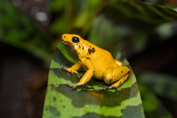 Golden poison frog sitting on a bromeliad