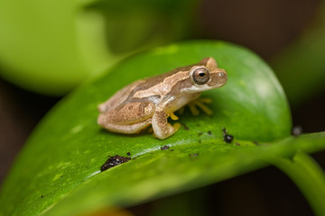 Hourglass tree frog on a leaf