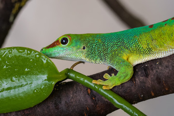 Fototapeta premium Closeup of a male madagascar giant day gecko on a branch next to a vanilla plant