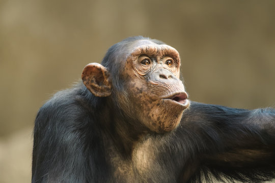 Closeup portrait of a chimpanzee shouting