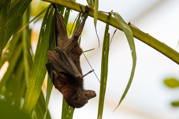 Small flying fox hanging from a tree in the rainforest