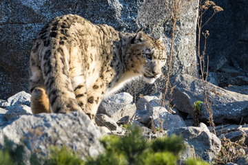 Snow leopard walking around in rocky terrain