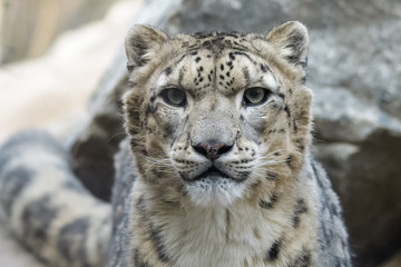 Closeup portrait of a snow leopard