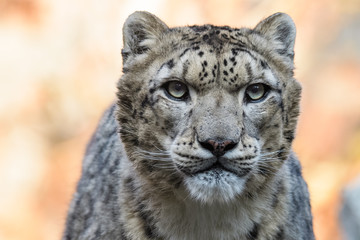 Closeup portrait of a snow leopard