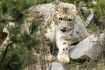 Snow leopard walking around in rocky terrain