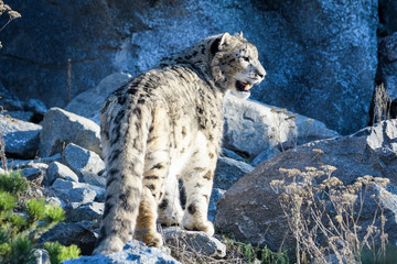 Snow leopard walking around in rocky terrain