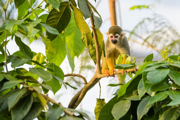 Squirrel monkey in a tree
