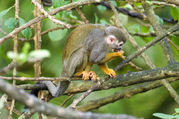 Naklejka na ściany i meble Squirrel monkey in a tree