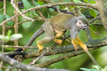 Squirrel monkey in a tree