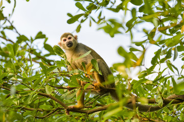 Squirrel monkey in a tree