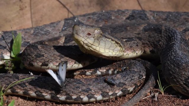 Video of a fer de lance in defensive pose with several insects on its body
