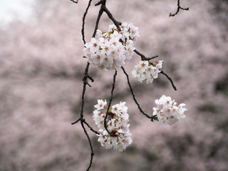 東京の桜