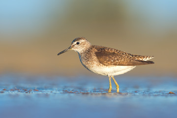 Wood sandpiper (Tringa glareola)