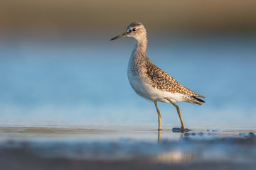 Wood sandpiper