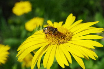 Flower fly sitting on a yellow flower