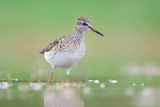 Wood sandpiper stands in water on green background
