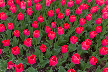 Fototapeta na wymiar Pink tulips in the park as background