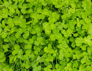 Fototapeta premium Green clover leaves on the nature as background