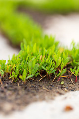 Green grass grows on paving slabs