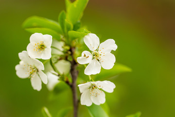 Flowers on the branches of cherry in spring