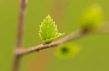 Young green leaves on a tree in spring