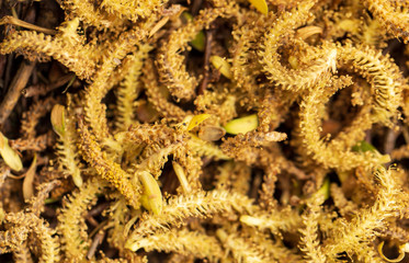 Flowers from a willow tree in nature