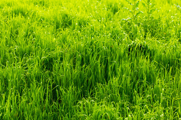 Green grass on nature as background