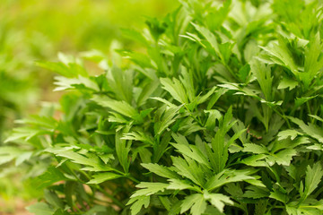 Fototapeta na wymiar Green carrot leaves in a vegetable garden as background