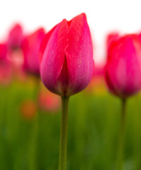 Pink tulips in the park as background