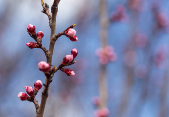 Red flowers on apricot branches in spring