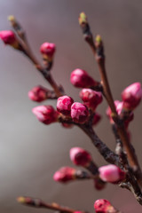 Red flowers on apricot branches in spring