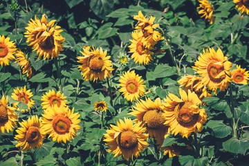 Naklejka na ściany i meble field full of sunflowers at sunny day
