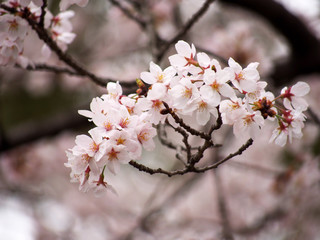 東京の桜