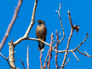 Indian starling on the branches of a tree