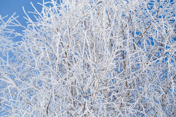 Frozen branches on a tree against a blue sky