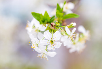 Flowers on the branches of cherry in spring