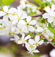 Flowers on the branches of cherry in spring