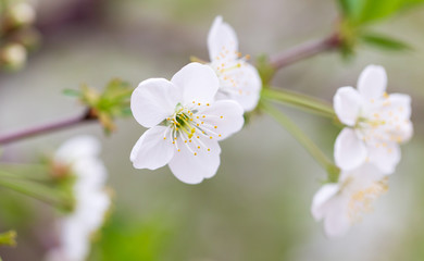 Flowers on the branches of cherry in spring