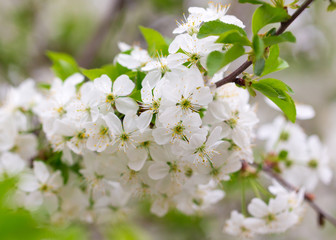 Flowers on the branches of cherry in spring