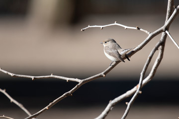 Subspecies of red-breasted flycatcher perches on a twig of bare tree in winter.