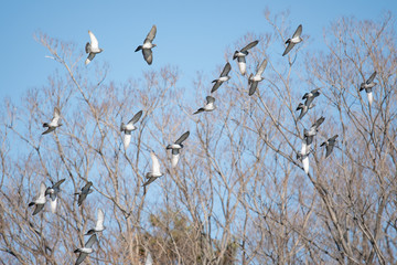 Flock of pigeons flies against the blue sky in winter.